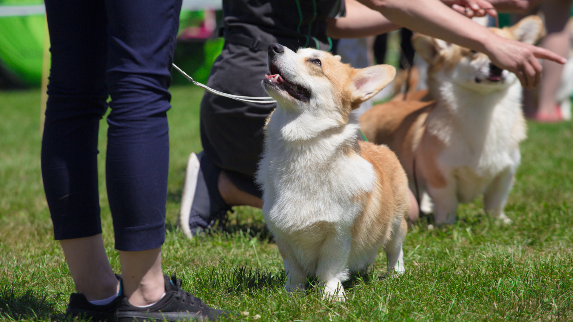 Corgis at outdoor event