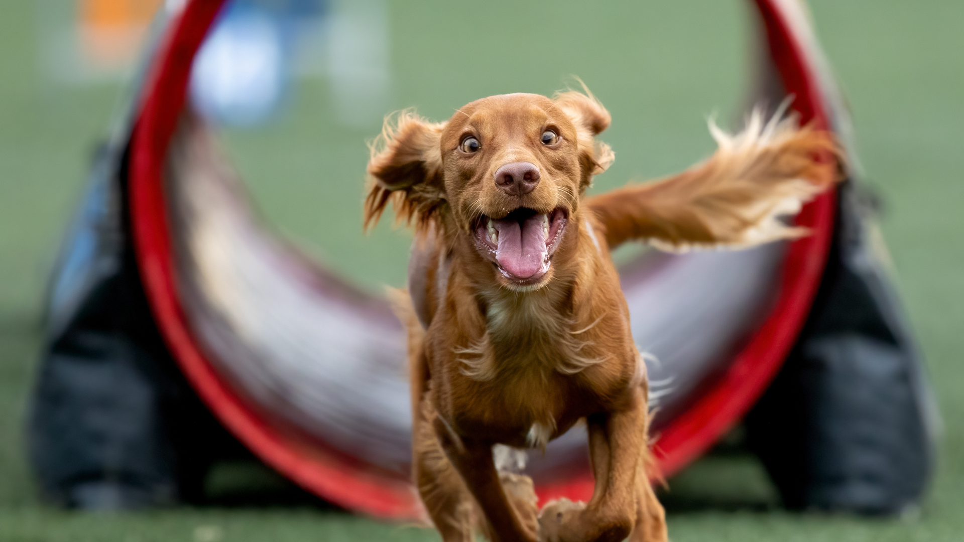 Happy brown dog running through agility tunnel during training